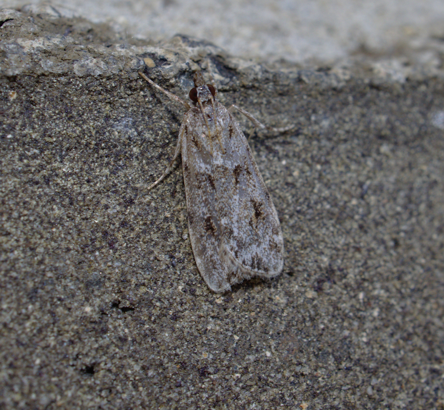 Another boring micromoth_20200607.jpg